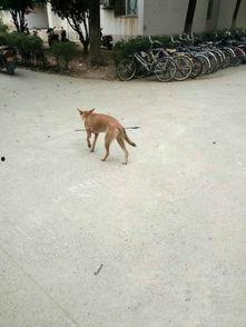 娱乐圈爆料流浪狗是谁啊,流浪狗身份揭秘！  第2张