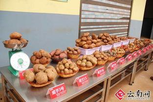 龙在线观看土豆,揭秘热门剧集背后的制作故事  第3张