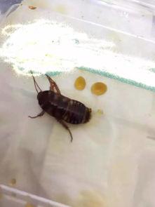 大妈爆料家里养蟑螂视频,揭秘蟑螂生存之谜 第2张 大妈爆料家里养蟑螂视频,揭秘蟑螂生存之谜 第2张